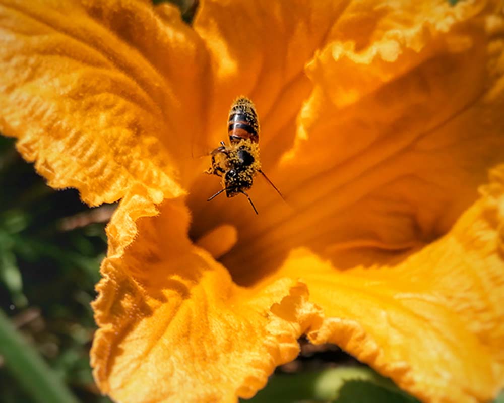 Naturverbundenheit als Prinzip